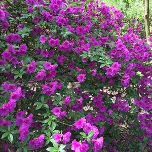 Meet your Posher, Jane